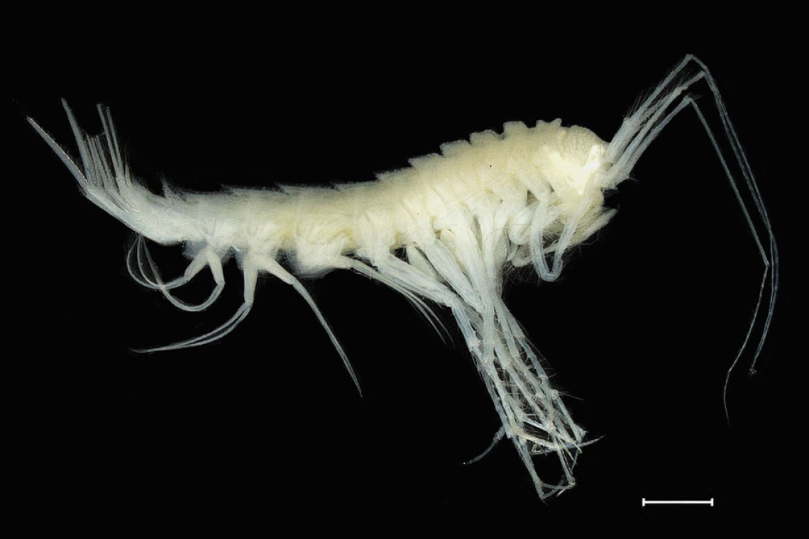 New Marine Species and a Platform for Rapid Species Description 