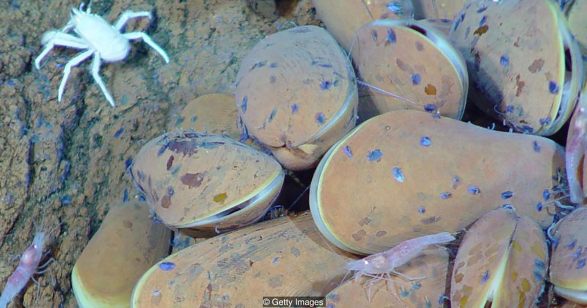Japan’s Grand Plans to Mine Deep-Sea Vents
