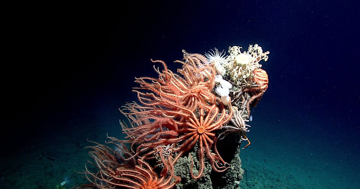 Scientists Fear Impact of Deep-Sea Mining on Search for New Medicines