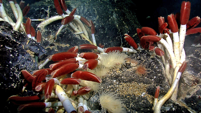 Riftia tube worm colony Galapagos 2011