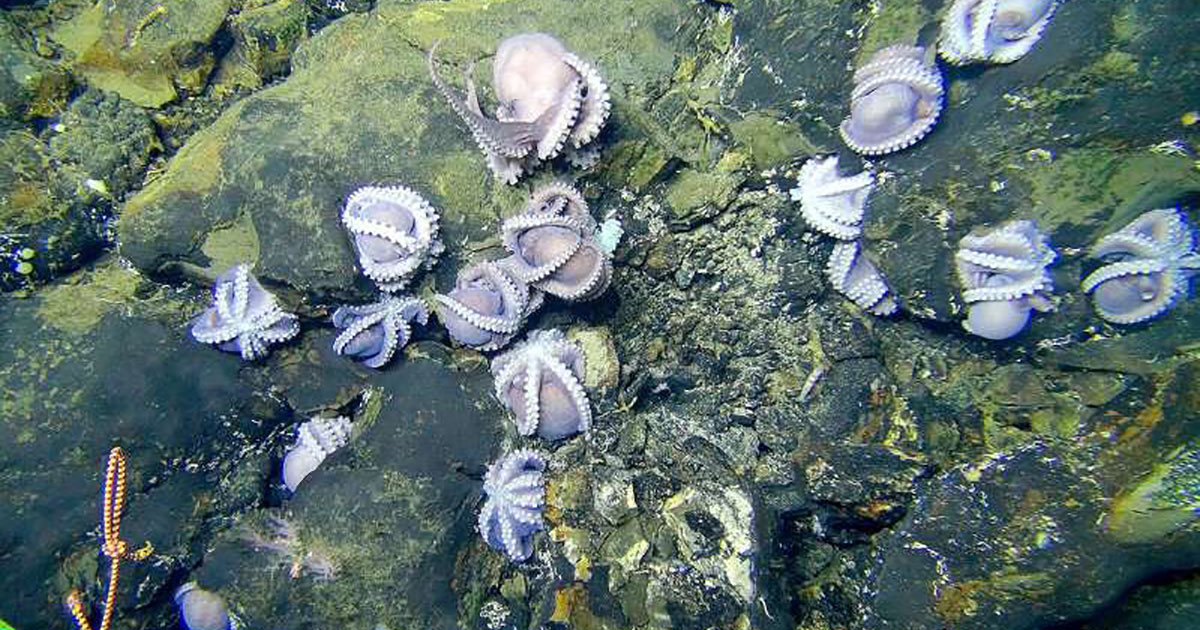 Study Weighs Deep-Sea Mining's Impact on Microbes
