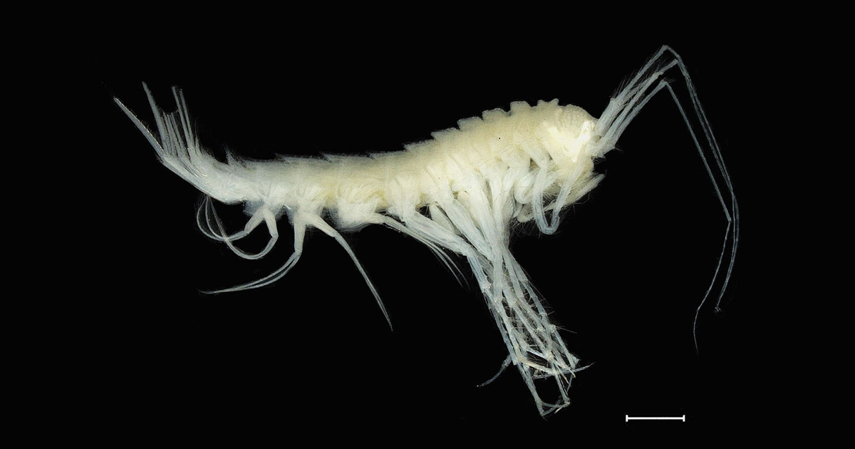 New Marine Species and a Platform for Rapid Species Description 