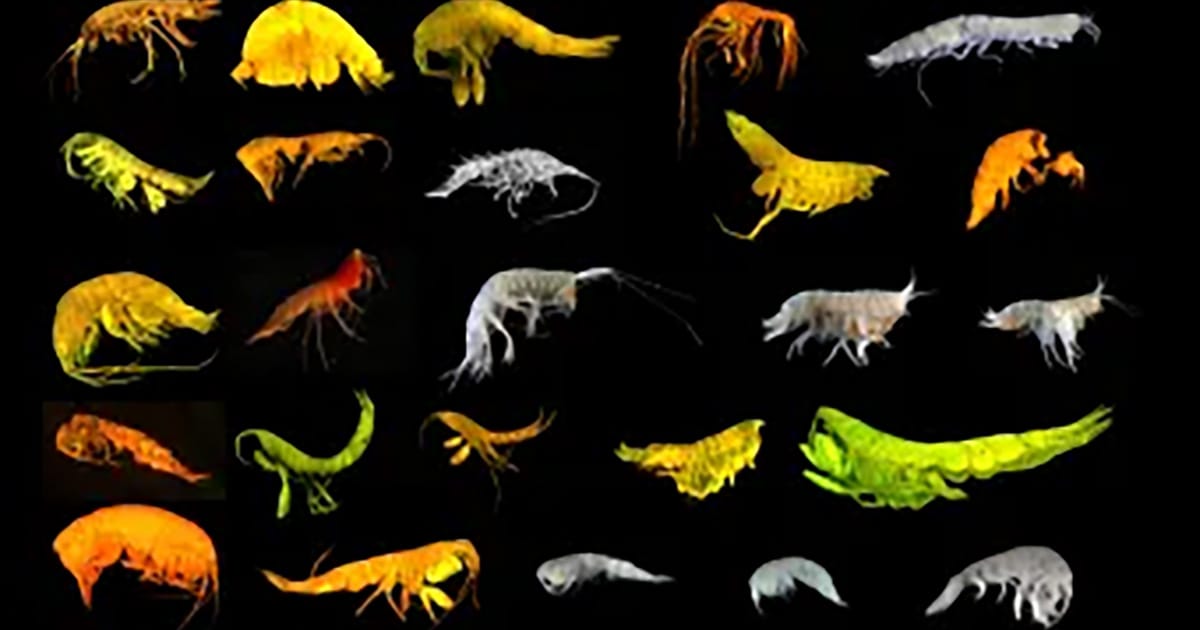 Twenty-four new species of amphipod have been identified. (Image credit: NOC)