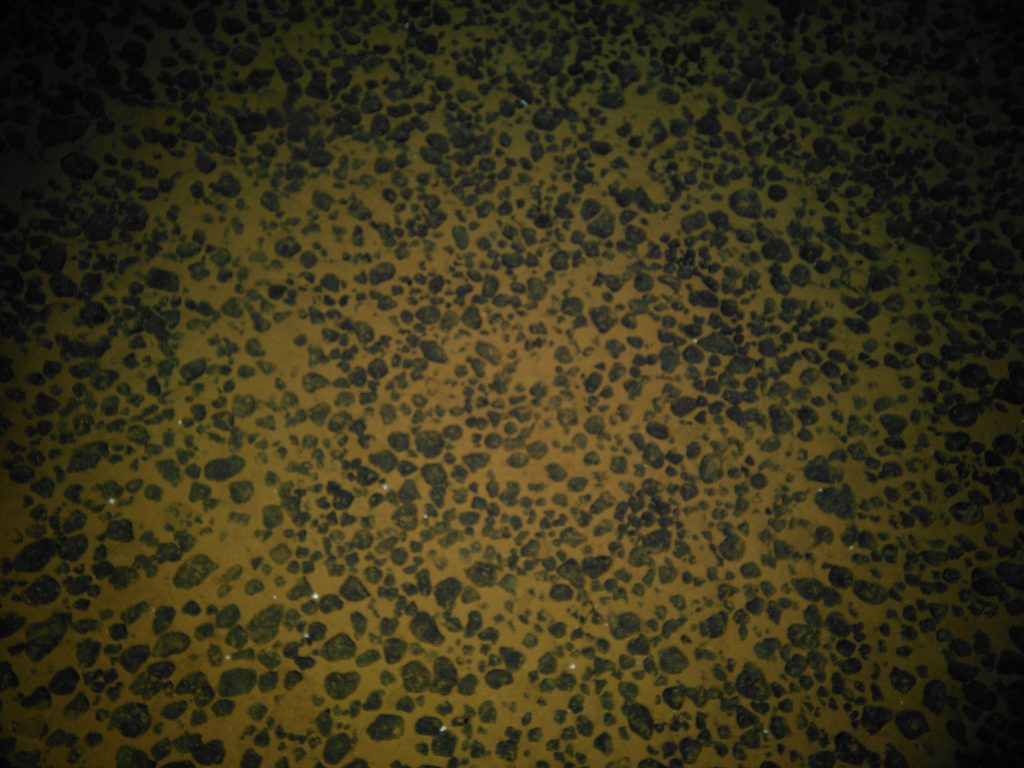 Image2. Presumed polymetallic nodules on the seafloor off American Samoa at a depth of 5,498 meters (3.42 miles) prior to the collection of a box core.