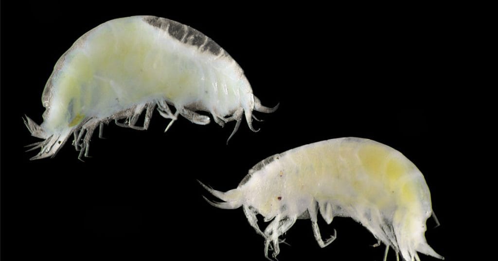 Newly identified deep-sea amphipod, Caeconyx papso.