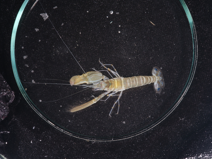 Macrofauna are organisms larger than 250–300 micron meters. (Image credit: ISA)