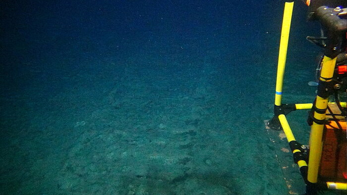 In 2021, a company in the Clarion-Clipperton Zone) tested a remotely controlled pre-prototype of a nodule collector system on the seabed. The SONNE expedition will now investigate the effects of this disturbance five and a half years later. (Image credit: ROV team, GEOMAR)