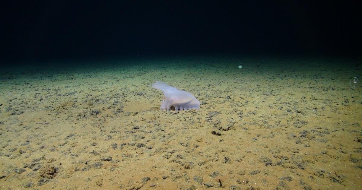An abyssal sea cucumber moves across a field of polymetallic nodules in the abyssal plain of the Clarion Clipperton Zone. (Image credit: National Oceanography Centre and Trustees of the Natural History Museum, with acknowledgement to the NERC SMARTEX project)