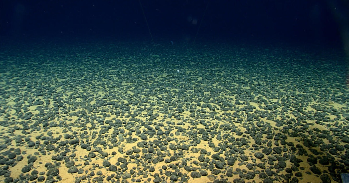 A field of polymetallic nodules seen during Dive 04 of the 2026 American Samoa ROV + Mapping Exploration expedition at a depth of approximately 5,140 meters (3.2 miles). (Credit: USGS)